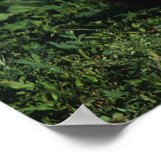 Thoroughbred Foal Lying Down Poster (Ecke)