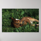 Thoroughbred Foal Lying Down Poster (Vorne)