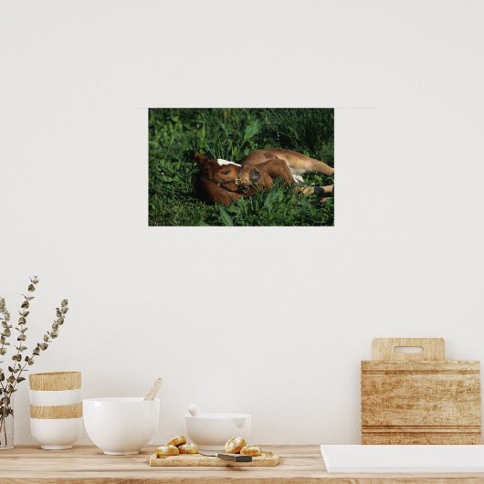 Thoroughbred Foal Lying Down Poster (Küche)