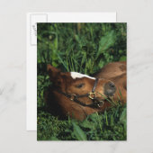 Thoroughbred Foal Lying Down Postkarte (Vorne/Hinten)