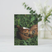 Thoroughbred Foal Lying Down Postkarte (Stehend Vorderseite)