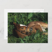 Thoroughbred Foal Lying Down Postkarte (Vorne/Hinten)
