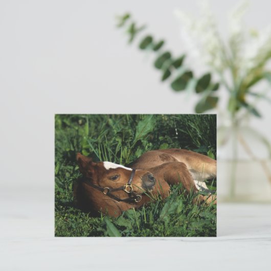 Thoroughbred Foal Lying Down Postkarte (Stehend Vorderseite)