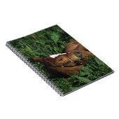 Thoroughbred-Fohlen, das sich hinlegt Notizblock (Rechte Seite)