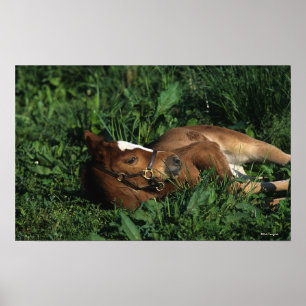 Thoroughbred-Fohlen, das sich hinlegt Poster