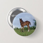 Thoroughbred-Fohlen stehend im Gras Button (Vorne & Hinten)