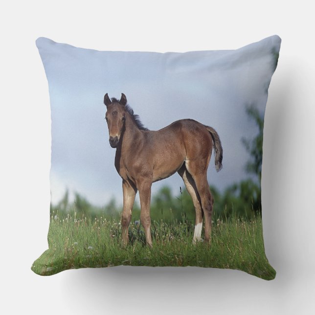 Thoroughbred-Fohlen stehend im Gras Kissen (Vorderseite)