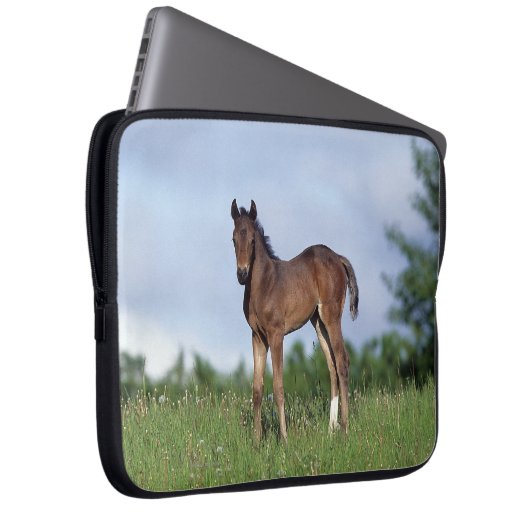 Thoroughbred-Fohlen stehend im Gras Laptopschutzhülle (Vorne Rechts)