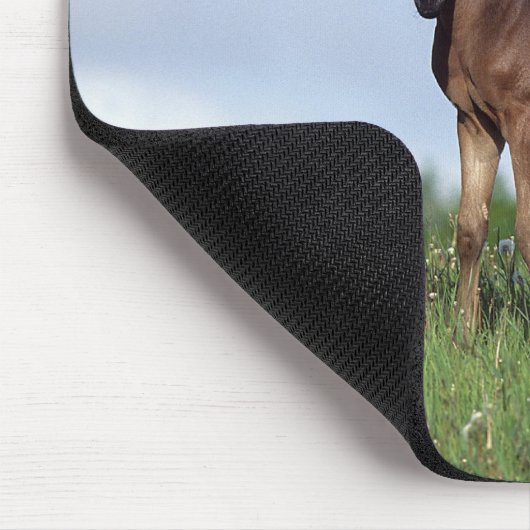 Thoroughbred-Fohlen stehend im Gras Mousepad (Ecke)