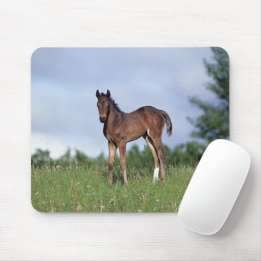 Thoroughbred-Fohlen stehend im Gras Mousepad (Mit Mouse)