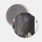 Thoroughbred Friesian Cross Magnet (Vorderseite/Rückseite)