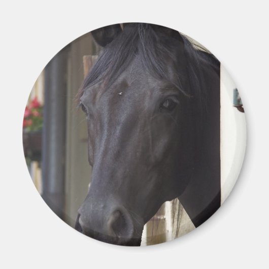 Thoroughbred Friesian Cross Magnet (Vorne)
