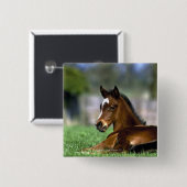 Thoroughbred Horse, Irland Button (Vorne & Hinten)