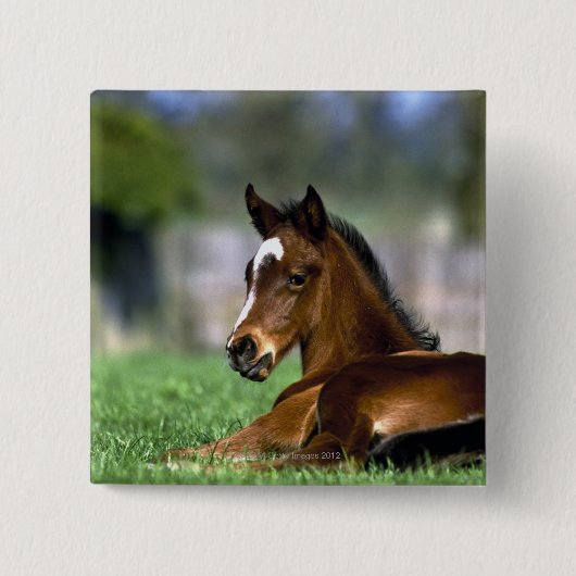 Thoroughbred Horse, Irland Button (Vorderseite)