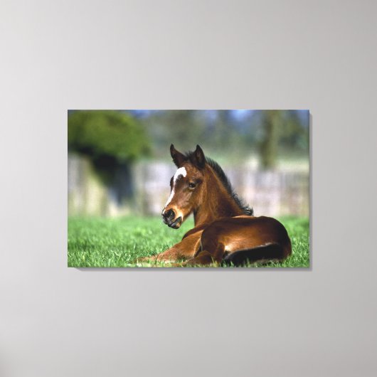 Thoroughbred Horse, Irland Leinwanddruck (Vorderseite)