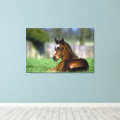 Thoroughbred Horse, Irland Leinwanddruck (Insitu (Holzboden))