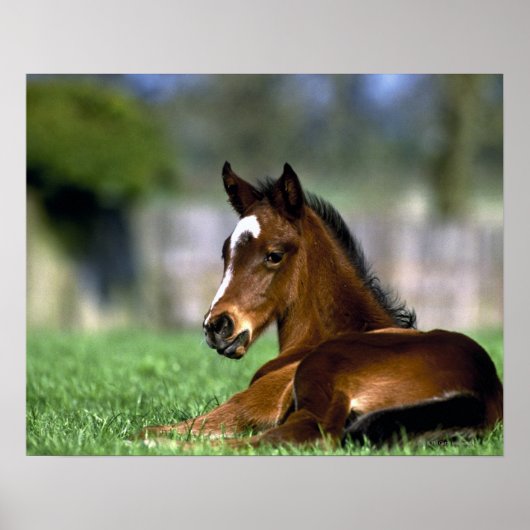 Thoroughbred Horse, Irland Poster (Vorne)