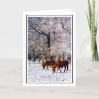 Thoroughbred Horses in Snow