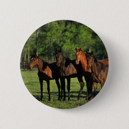 Thoroughbred-Jährlinge Button (Vorderseite)
