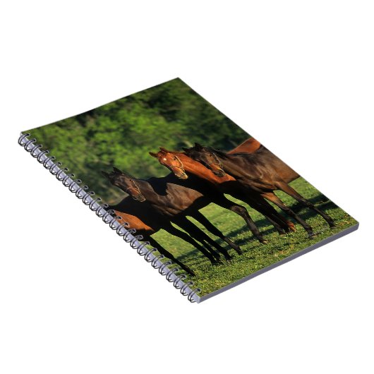 Thoroughbred-Jährlinge Notizblock (Rechte Seite)