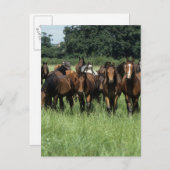 Thoroughbred-Knaben Postkarte (Vorne/Hinten)