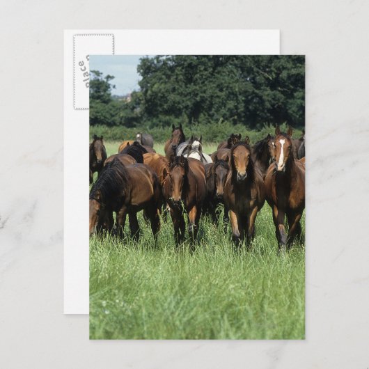 Thoroughbred-Knaben Postkarte (Vorne/Hinten)