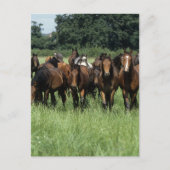 Thoroughbred-Knaben Postkarte (Vorderseite)
