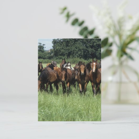 Thoroughbred-Knaben Postkarte (Stehend Vorderseite)