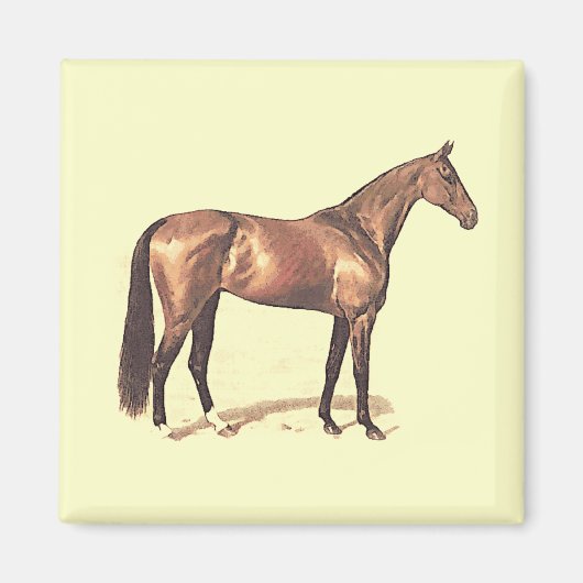 Thoroughbred Magnet (Vorne)