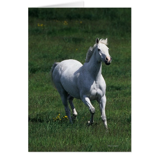 Thoroughbred Mare (Vorne)