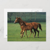 Thoroughbred Mare & Foal 3 Postkarte (Vorne/Hinten)