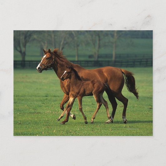 Thoroughbred Mare & Foal 3 Postkarte (Vorderseite)
