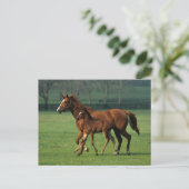 Thoroughbred Mare & Foal 3 Postkarte (Stehend Vorderseite)
