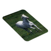 Thoroughbred Mare Magnet (Rechte Seite)