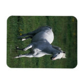 Thoroughbred Mare Magnet (Horizontal)
