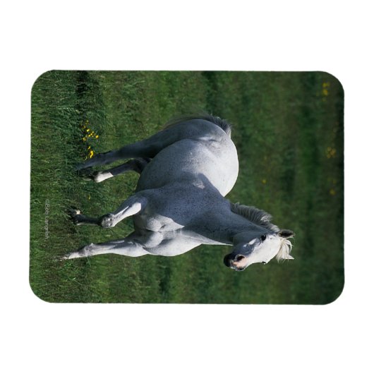 Thoroughbred Mare Magnet (Horizontal)