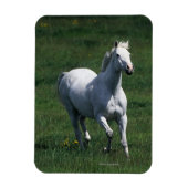Thoroughbred Mare Magnet (Vertikal)