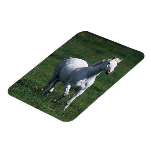 Thoroughbred Mare Magnet (Linke Seite)