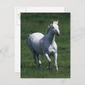 Thoroughbred Mare Postkarte (Vorne/Hinten)
