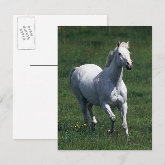 Thoroughbred Mare Postkarte (Vorne/Hinten)