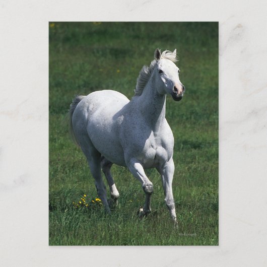 Thoroughbred Mare Postkarte (Vorderseite)