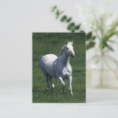 Thoroughbred Mare Postkarte (Stehend Vorderseite)