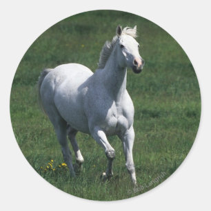 Thoroughbred Mare Runder Aufkleber