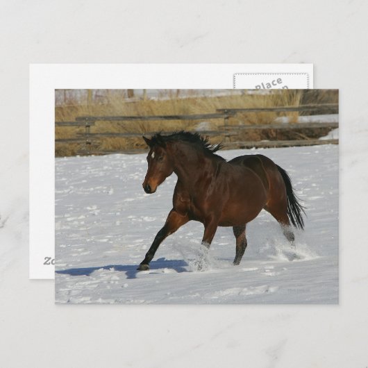 Thoroughbred-Pferd, das in den Schnee läuft Postkarte (Vorne/Hinten)