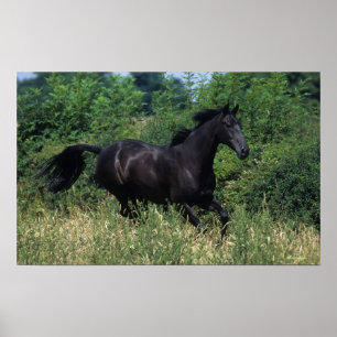 Thoroughbred-Pferd, das in Gras läuft Poster