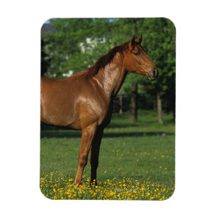 Thoroughbred-Pferd in den Blumen Magnet
