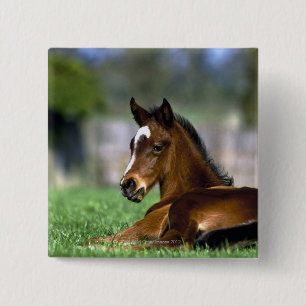 Thoroughbred-Pferd, Irland Button