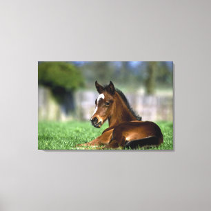Thoroughbred-Pferd, Irland Leinwanddruck