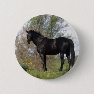 Thoroughbred-Pferd stehend Button