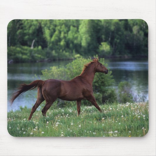 Thoroughbred-Pferd stehend in den Blumen Mousepad (Vorne)